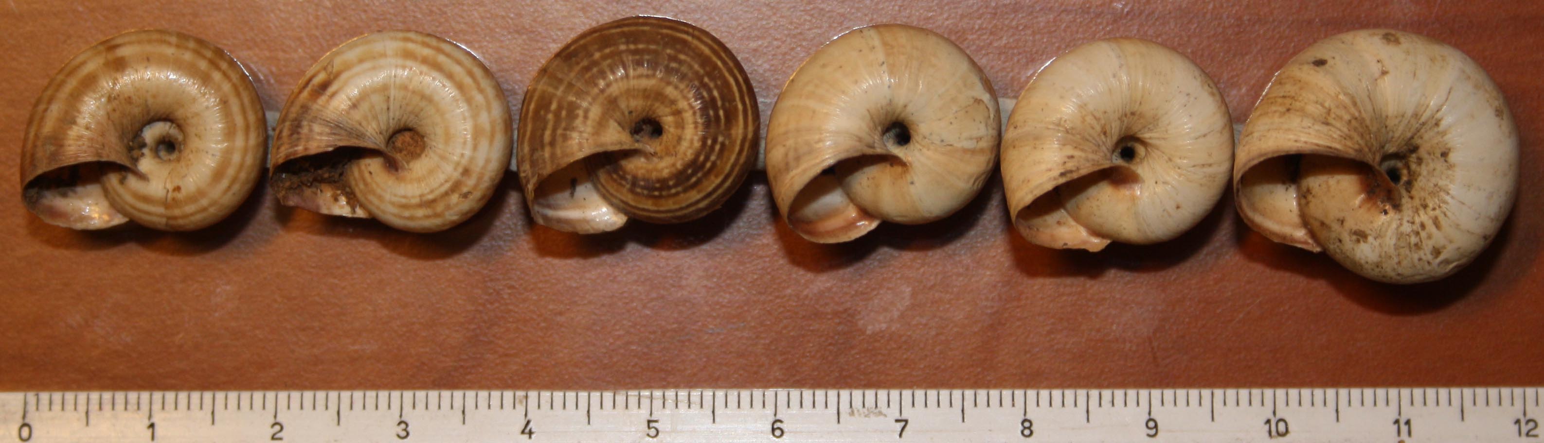 Cernuella virgata e neglecta?
